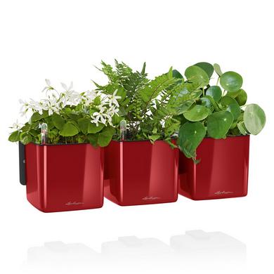 Lechuza Cube Glossy Green Wall